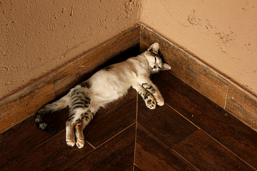 Un gato tumbado en el suelo junto a una esquina que, hacia arriba, marca el ángulo en el centro de la imagen.
